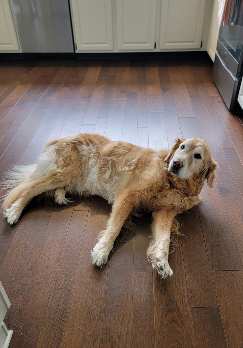 A golden retriever lying on the kitchen floor